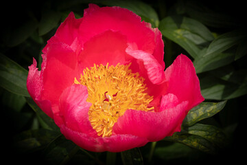 Paeoniaceae. Red peony flower with yellow center emerging from the shadow. Nature, background, color.