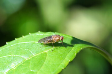 Close up of a fly genus Suillia of the family Heleomyzidae on a leaf. Autumn, October, Netherlands