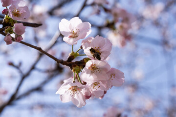 Obraz premium bee and cherry blossoms