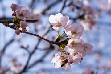 bee and cherry blossoms