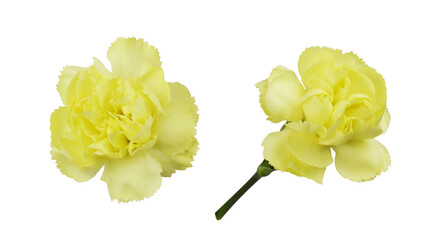 Set of yellow carnation flowers isolated on white or transparent background