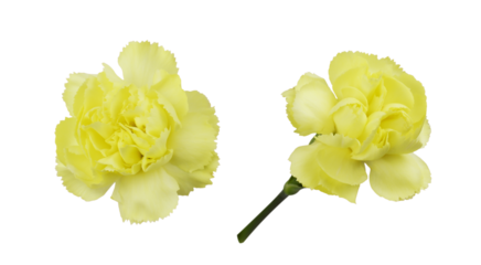 Set of yellow carnation flowers isolated on white or transparent background