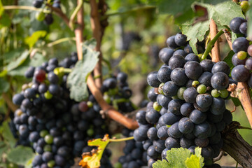 Vigne de la campagne Genevoise,