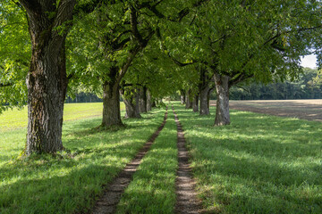 joli chemin de campagne sous l'allée  des beaux arbres