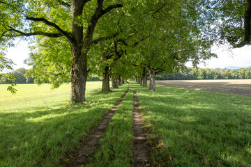 joli chemin de campagne sous l'allée  des beaux arbres