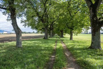 Obraz premium joli chemin de campagne sous l'allée des beaux arbres