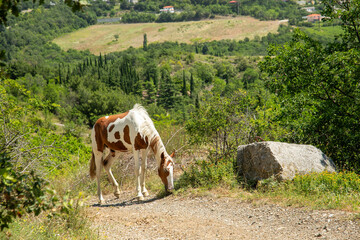 Spotted horses graze on a mountain pasture