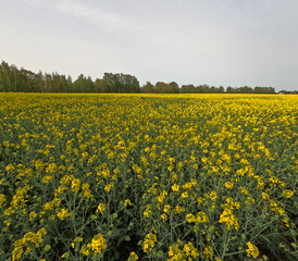 Obraz premium Rapeseed field with yellow flowers. Landscape