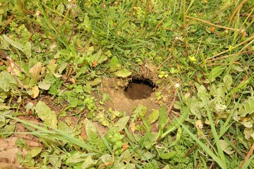 Mouse burrow | mice in meadow in Istanbul in Turkey. Small hole for mammals. Urban Wildlife. Wild nature, Wildlife. Animals, animal