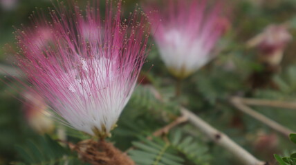 pink Powder Puff (Calliandra Haematocephala)
