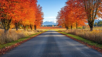 Naklejka premium A quiet country road lined with vibrant orange and red autumn trees under a clear blue sky on a sunny day