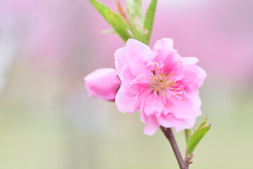 ふんわりとした一輪の桃の花（ハナモモ）のクローズアップ素材