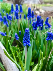 Muscari