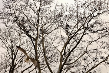 Common pigeons and seagulls gather on a bare tree in autumn near a public park waiting for food brought to them by people.