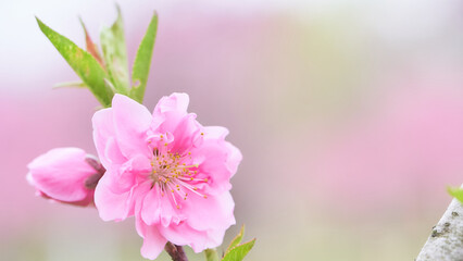 ふんわりとした一輪の桃の花（ハナモモ）のクローズアップ素材