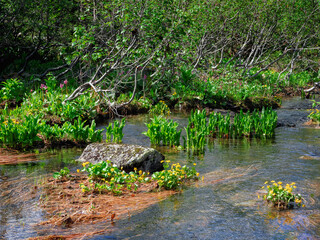 Green forest and river. Small streams flow through the dense forests