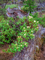 Fototapeta premium Forest flowers on a rotten stump.