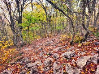 A rocky path through the autumn beech forest.