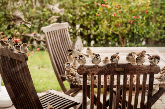 Close-up of sparrows perching on chair and table in front yard