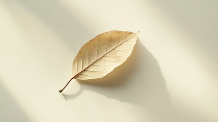 A single, dry, beige leaf lies on a white surface with sunlight beams passing through it, casting a shadow on the surface.