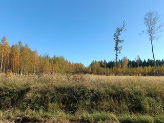 Forest in Siauliai county during sunny autumn day. Oak and birch tree woodland. Sunny day with white clouds in blue sky. Bushes are growing in woods. Nature. Fall season. Miskas.