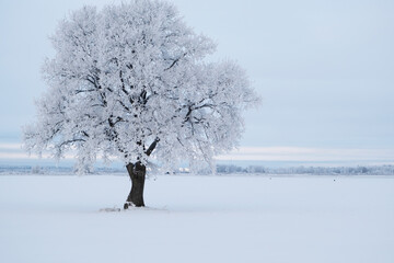Tree on snow covered land during winter