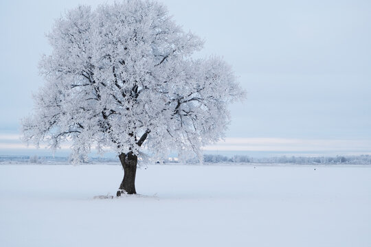 Tree on snow covered land during winter