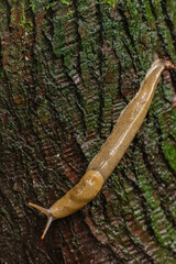 Banana Slug (Ariolimax stramineus)