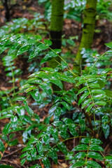 dwarf Oregon-grape, Cascade barberry, Cascade Oregon-grape, or dull Oregon-grape (Berberis nervosa)

