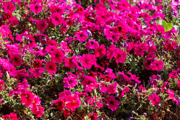A field of pink flowers with a few green leaves