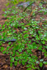 Red huckleberry (Vaccinium parvifolium)