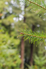 Douglas fir (Pseudotsuga menziesii)