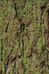 Douglas fir (pseudotsuga menziesii) Bark
