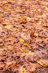 Fallen maple leaves