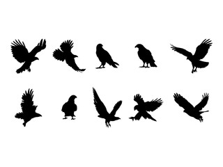 Set of Hawk Silhouette in various poses isolated on white background