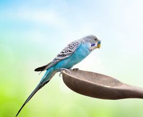 Fototapeta premium Budgerigar and planet earth on green nature background.