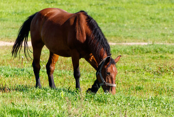 Fototapeta premium A brown horse is grazing in a grassy field