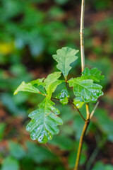 Young oak sapling