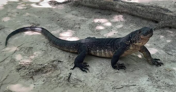 Komodo dragon looks at the camera and moves its body smoothly