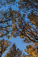 Autumn Maple trees in the sun