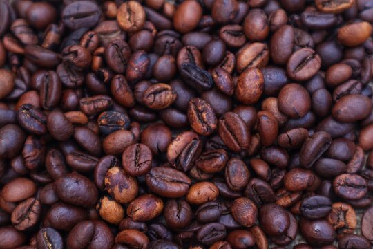 Background and texture of robusta coffee beans or Coffea canephora.
