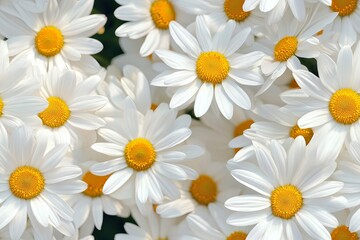 Charming daisy floral print with a seamless background design for elegant and stylish home decor