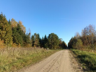 Road in forest in Siauliai county during sunny autumn day. Oak and birch tree woodland. Sunny day with white clouds in blue sky. Bushes are growing in woods. Sandy road. Nature. Fall season. Miskas.