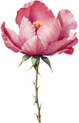 
Pink Bombax Ceiba Flower Watercolor Art. 
