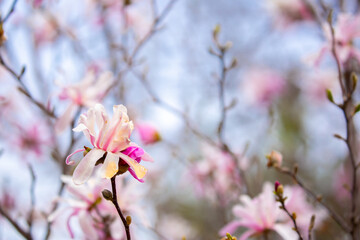 Blooming magnolia in spring. Beautiful buds of pink flowers close-up with blurred space for text.