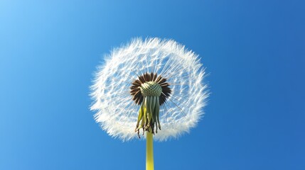 Naklejka premium dandelion against blue sky