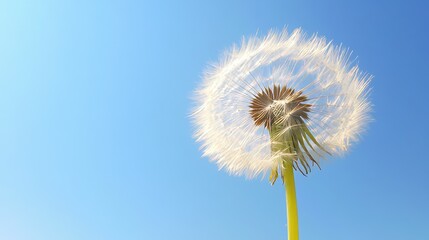 Naklejka premium dandelion against blue sky