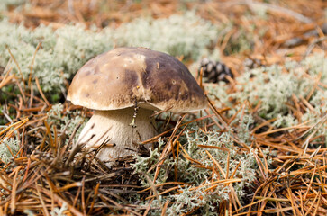 One cep, Boletus edulis, is a basidiomycete mushroom. Close-up of an edible mushroom with a brown cap and white tubes in an autumn forest. Mushroom picking in an autumn forest.