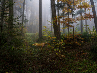 Obraz premium Autumm the bright colors in the forest