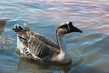 country goose swimming